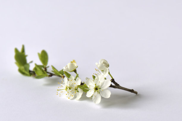 白色的花朵图片下载