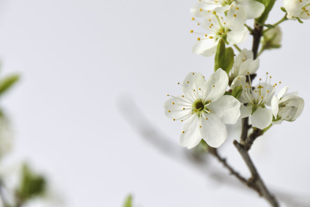 白色的花朵图片下载