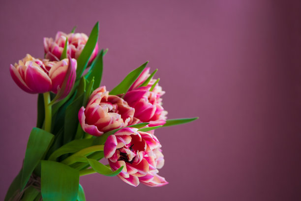 粉色背景上美丽的粉色郁金香。等待春天，复活节贺卡（复古色调照片）图片下载