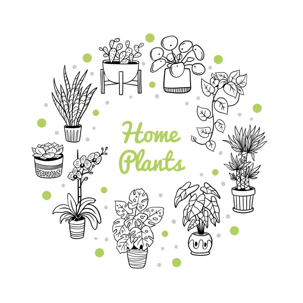 可爱的圆形室内植物。图片下载