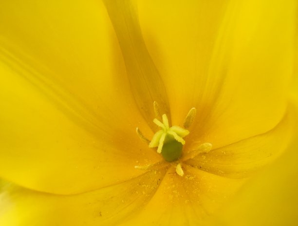 黄色郁金香细节图片下载