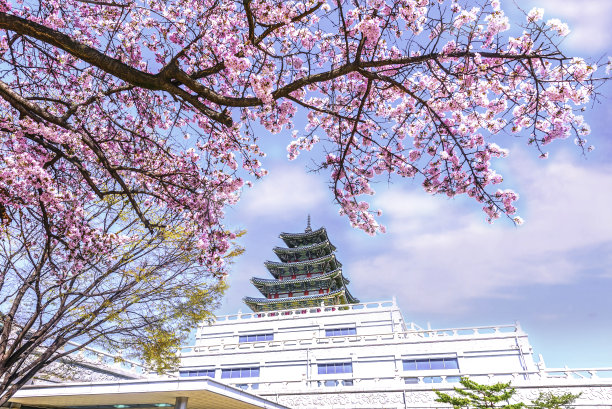 韩国首尔的景福宫，春日的樱花树图片下载