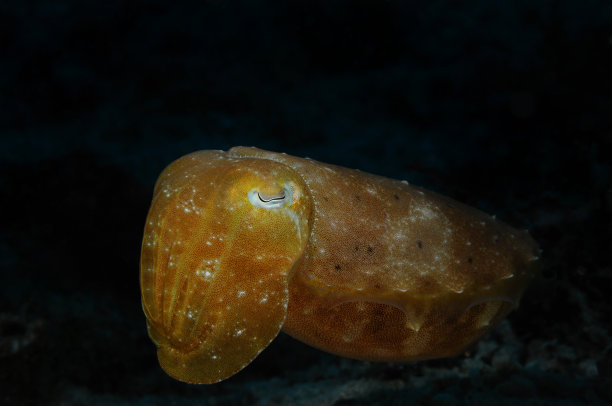 睡美人图片下载