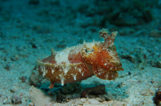 改变颜色墨鱼图片下载