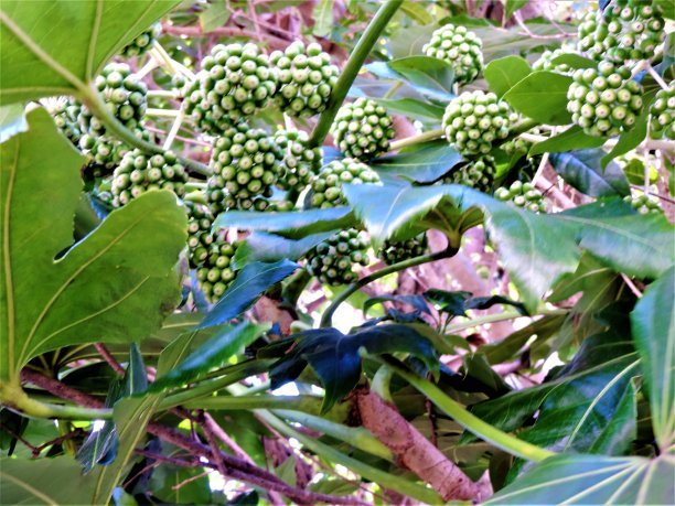 这也开花了——一些常青树正在开花。3.图片下载