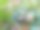 这也开花了——一些常青树正在开花。3.图片下载