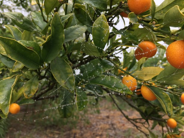 杜威蜘蛛网在柑橘树上图片下载