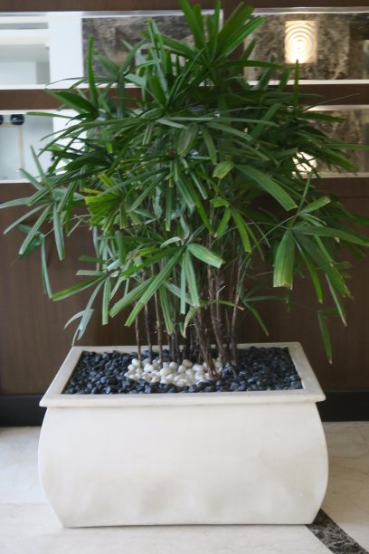 禅意植物的形象，室内棕榈室内植物与东方竹植物藤和光滑的黑白卵石表面砾石覆盖，亚洲风格的膏霜矩形陶瓷壶，阴阳概念照片放松，冥想，风水室内设计图片下载