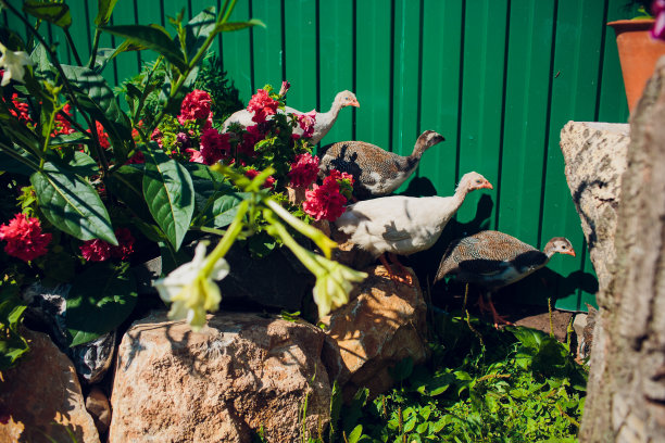 一只几内亚鸡走来走去寻找食物图片下载