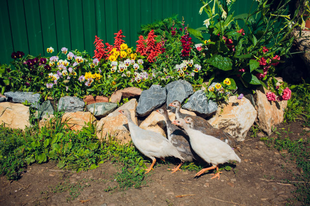 一只几内亚鸡走来走去寻找食物图片下载