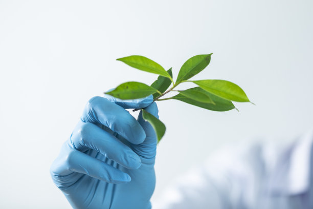 女医生科学家在实验室用草药叶制作草药维生素补充剂矿物质替代治疗研究图片下载