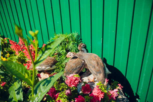 一只几内亚鸡走来走去寻找食物图片下载