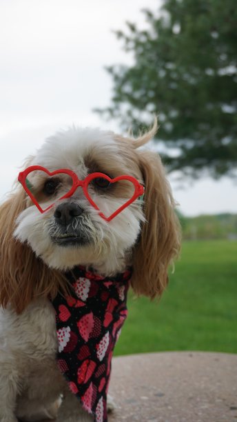 情人节快乐图片下载