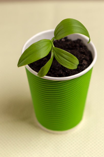 美丽的嫩芽在绿色的纸杯里。生态菜图片下载