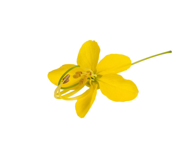 肉桂花图片下载