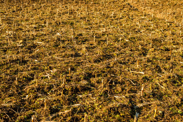 喜马拉雅山喜马偕尔的农业图片下载