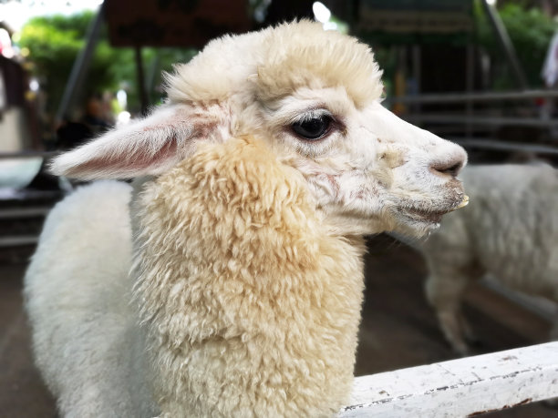 白色的小羊羔站在农场里图片下载