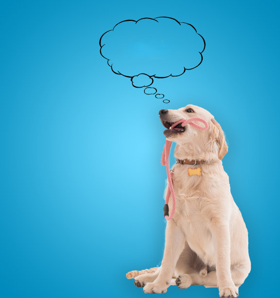 沉思的狗与宠物项圈。图片下载