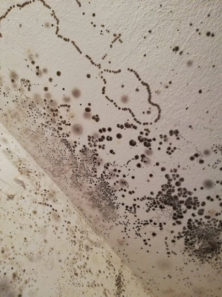 病点命名为霉菌图片下载