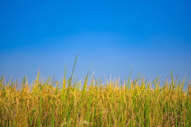 蓝天背景下的稻田图片下载
