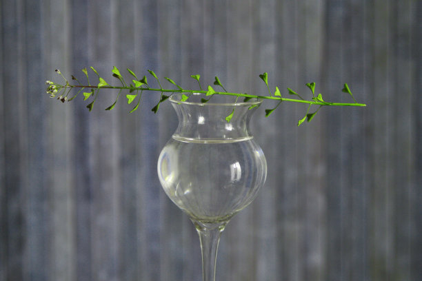 草叶和一杯水图片下载