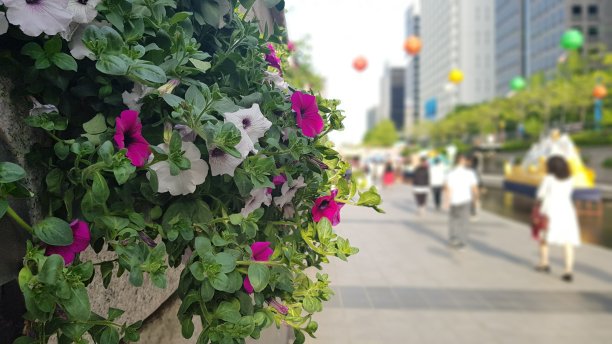 清溪川的墙壁花卉图片下载