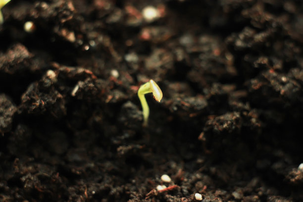 绿色的芽，发芽的谷物芽-成熟和多汁的香草图片下载