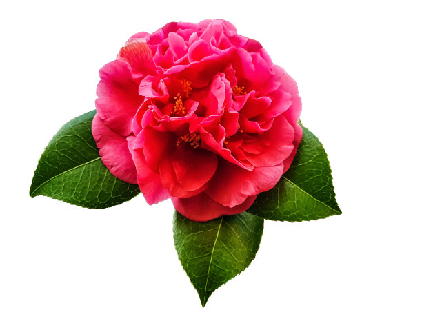 白色背景上的玫瑰茶图片下载