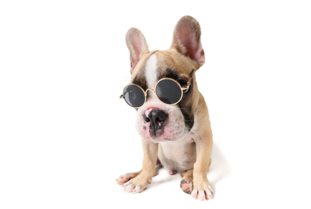 可爱的法国斗牛犬戴着太阳镜孤立图片下载
