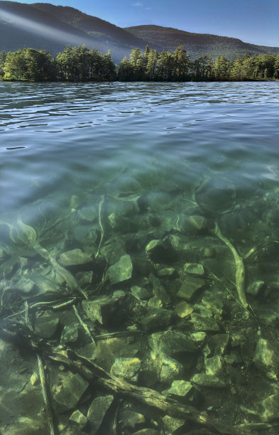 湖水中的树木图片下载