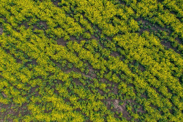 油菜田鸟瞰图图片下载