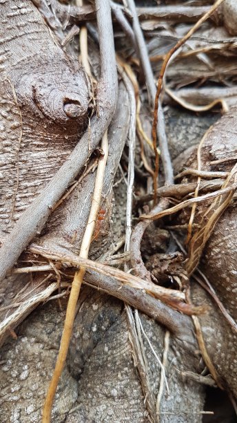 红蚂蚁和大根图片下载