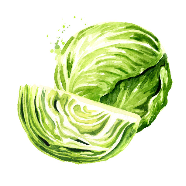 整棵卷心菜配切好的一个。水彩手绘插图，孤立的白色背景图片下载