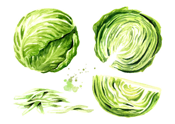 整个和切碎的卷心菜。水彩手绘插图孤立的白色背景图片下载