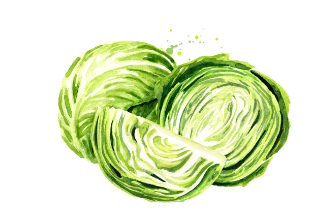 新鲜的卷心菜。水彩手绘插图孤立的白色背景图片下载