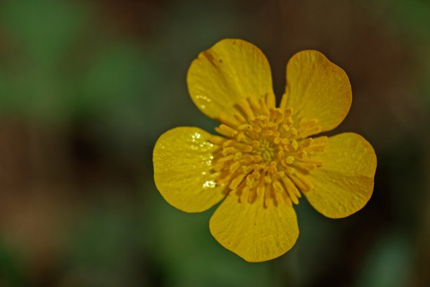 黄色的春天花图片下载