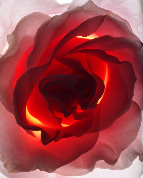 背光的玫瑰图片下载