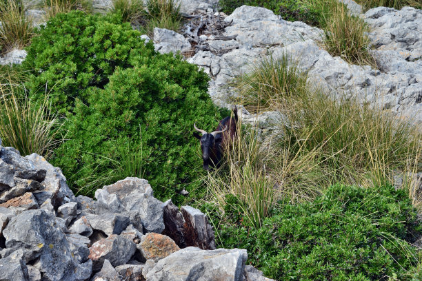 一只野生山羊正在马略卡岛的福门托灯塔附近寻找图片下载