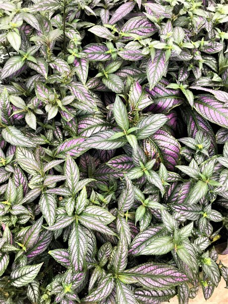 绿色和紫色的叶子图片下载