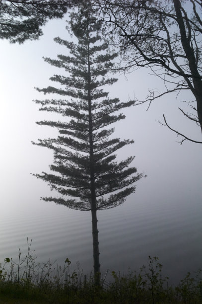 在松树图片下载