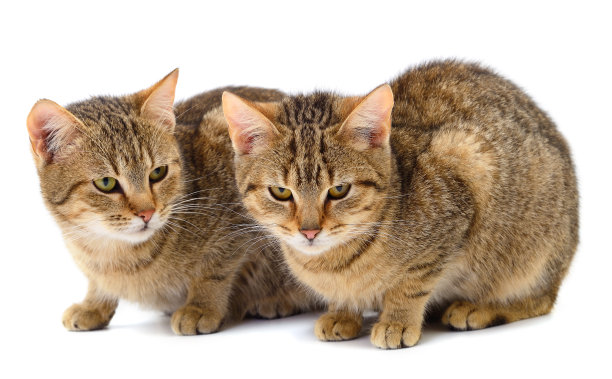 两只棕色的家猫。图片下载