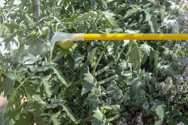 有人撒硫磺粉图片下载