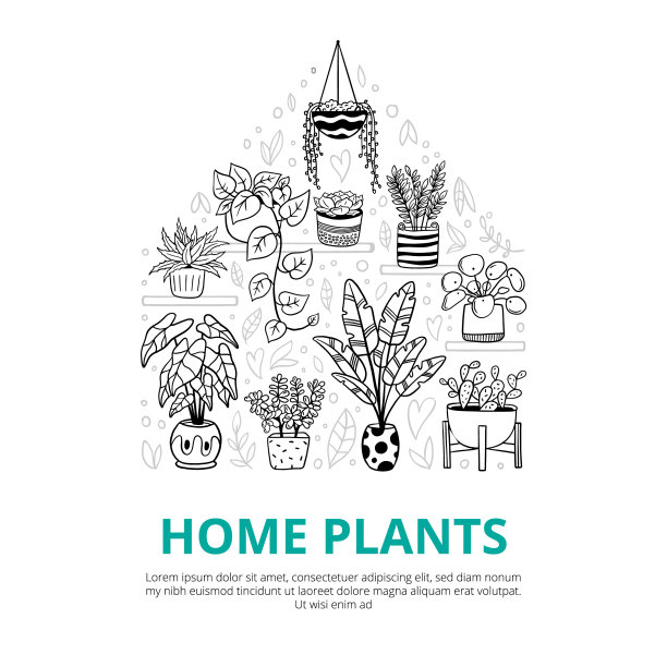 有趣的室内和室外植物。图片下载