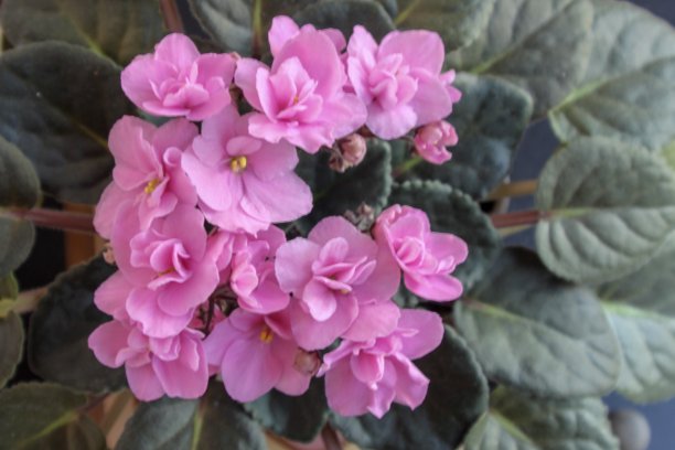 粉红色的非洲紫罗兰图片下载