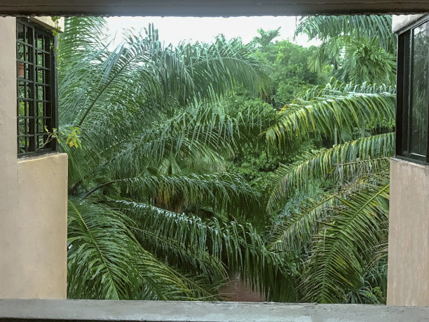 新加坡公寓楼窗户间的棕榈树图片下载