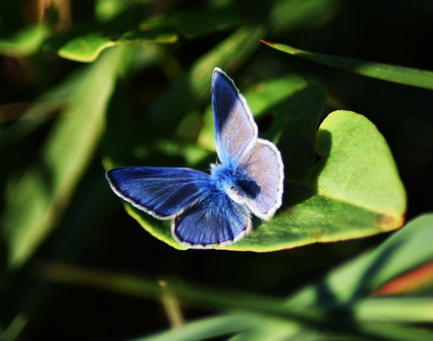 紫色的蝴蝶在草丛中微微的飞舞图片下载