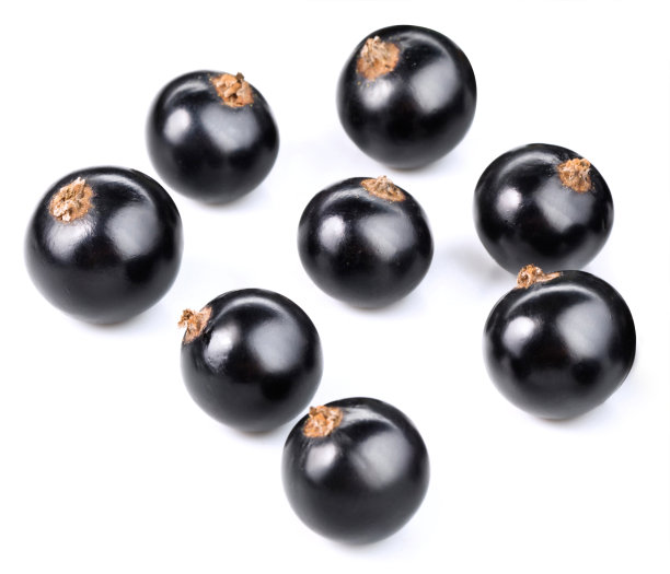 黑加仑子孤立图片下载