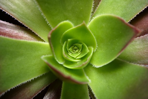 Aeonium肉质植物图片下载