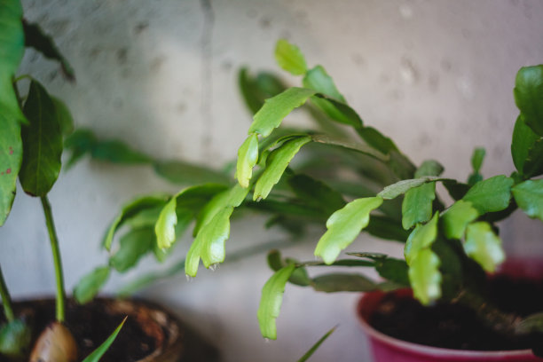 Zigokaktus, rozhdestvennik在锅里的幼苗，特写。图片下载