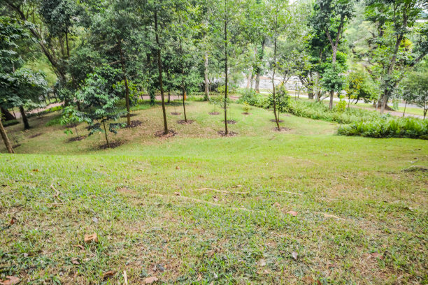 森林中的树木图片下载